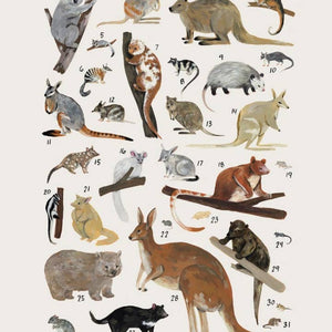 Marsupial Print Poster